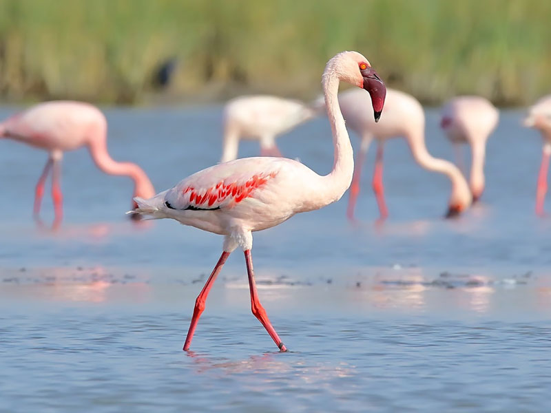 lesserflamingo